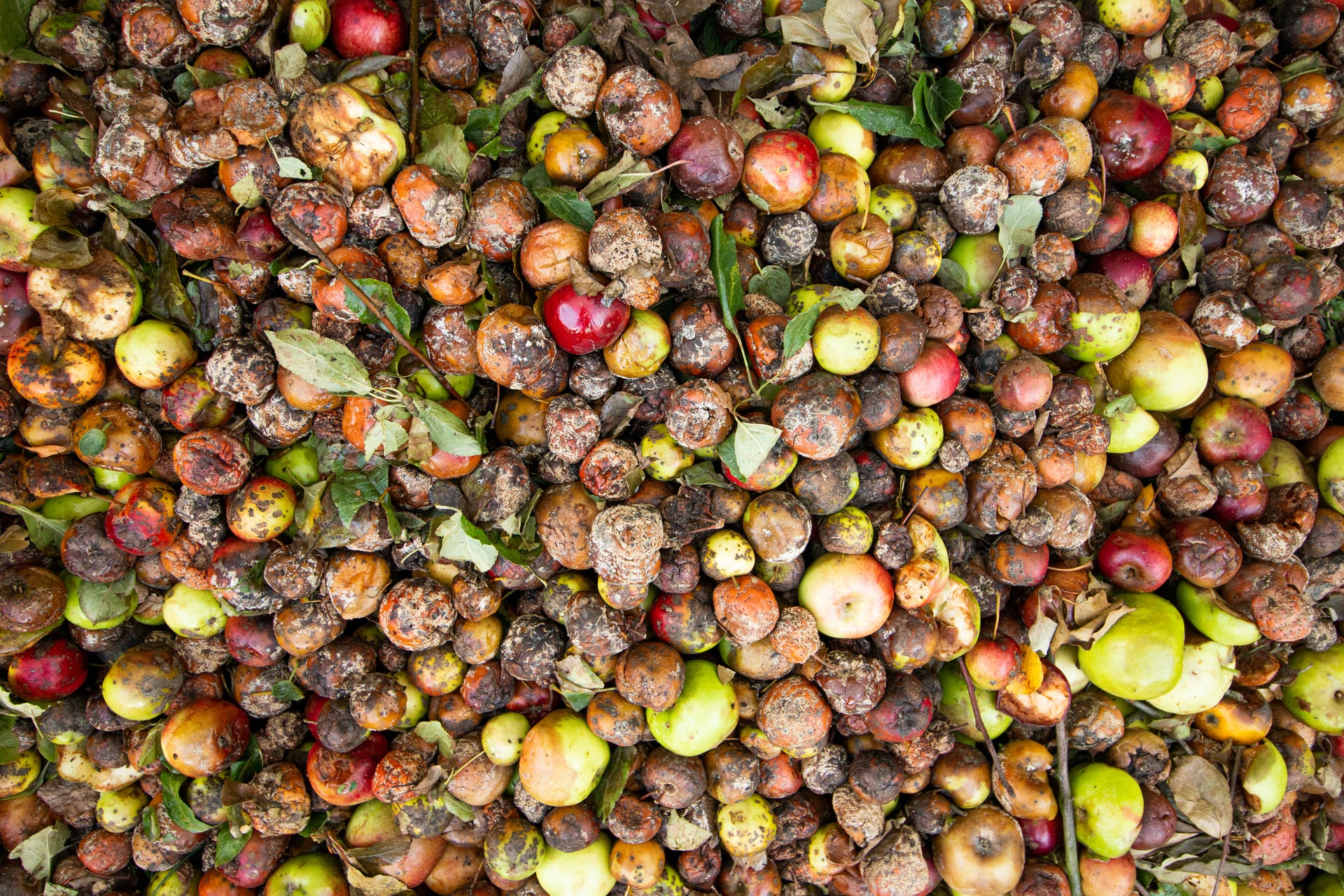 Perdas de Alimentos e Impactos na Segurança Alimentar.