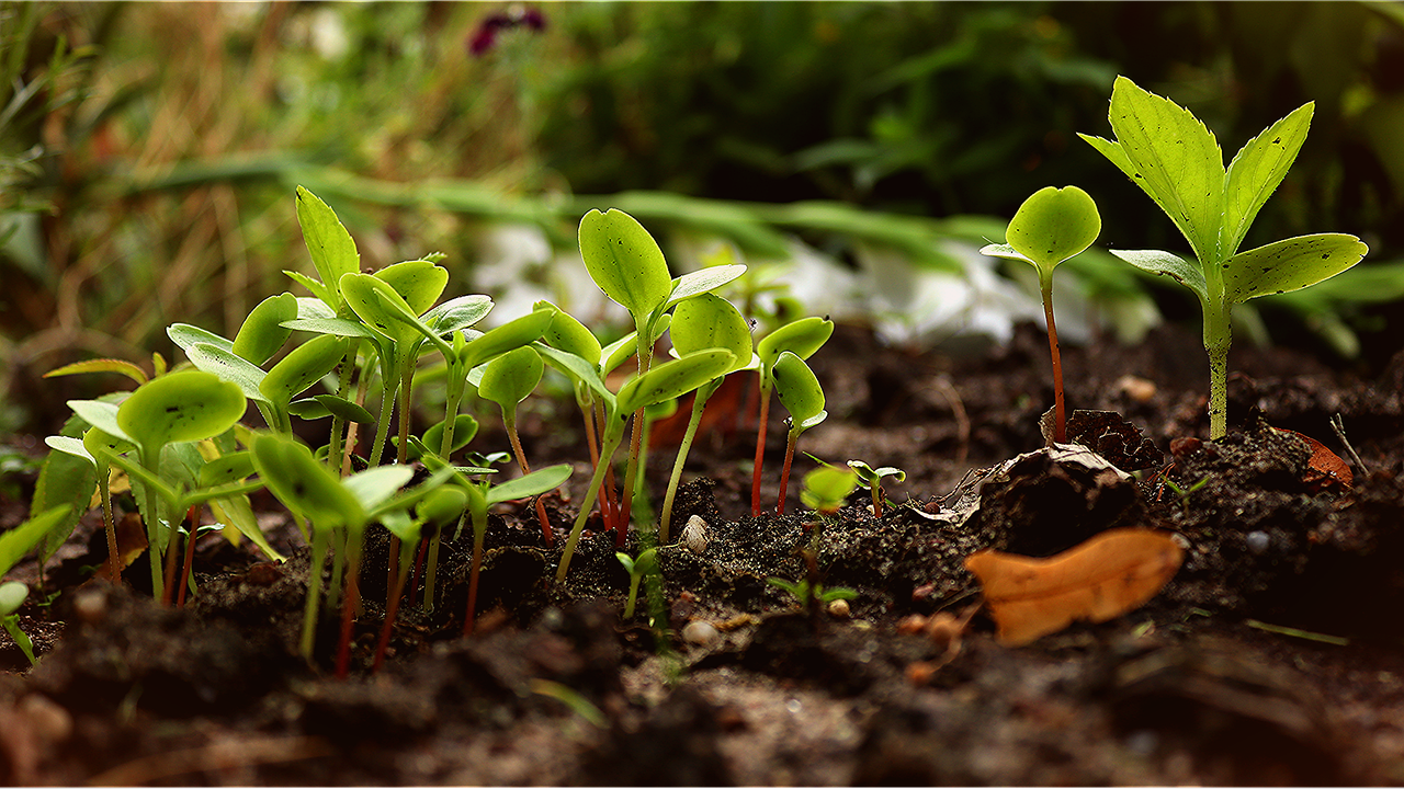 Permacultura - ecologia, ciência e ética.